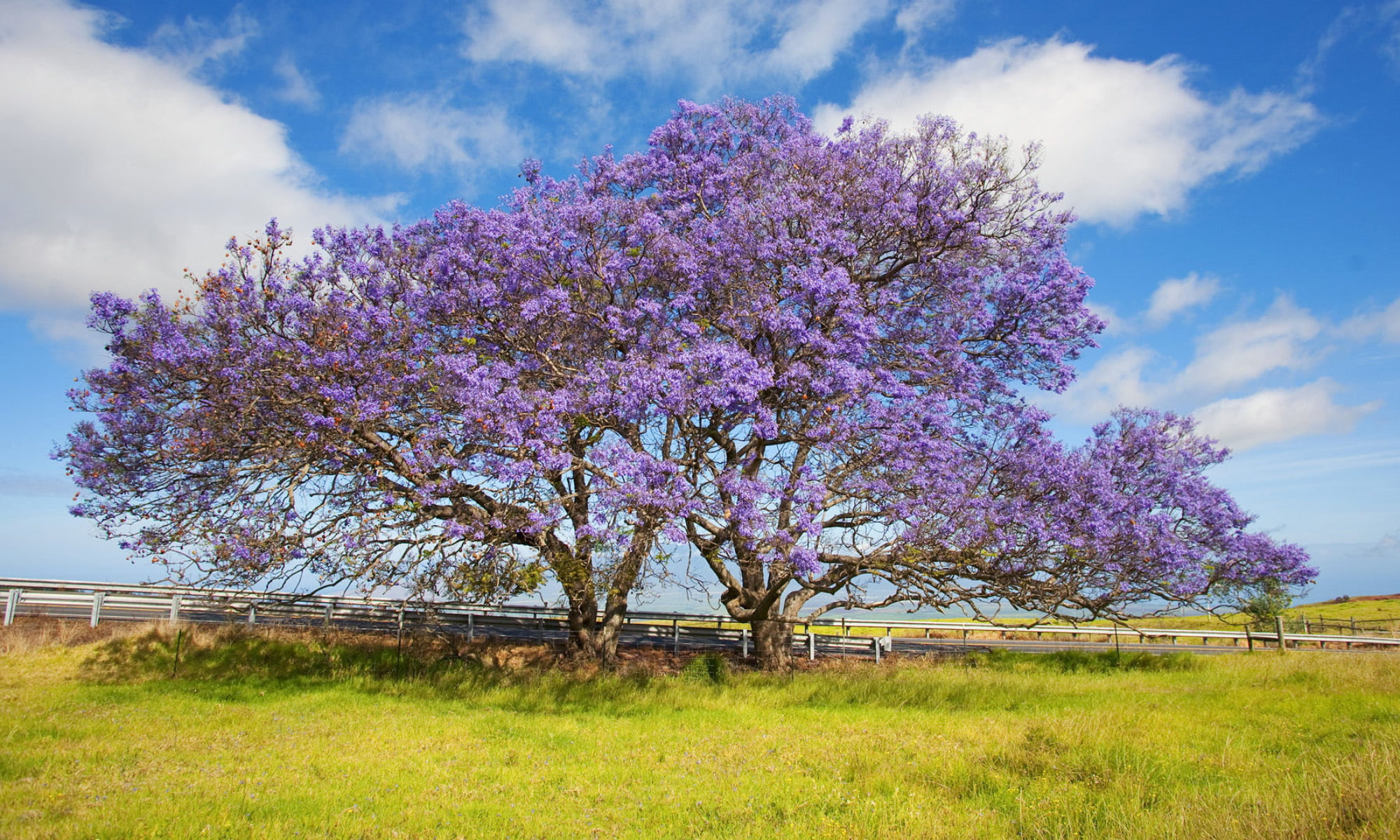 Цветущие деревья фото с названиями. Павловния жакаранда. Жакаранда дерево. Фиалковое дерево жакаранда. Жакаранда цветет.